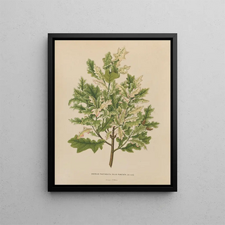 Abraham Jacobus Wendel - Nederlandsche flora en pomona Pl40.webp