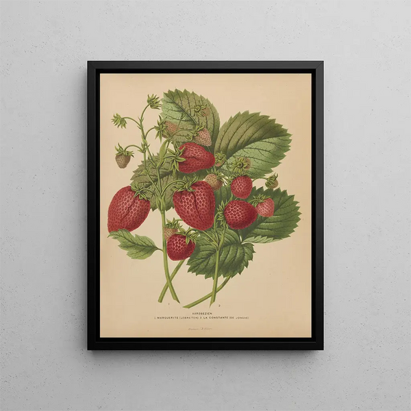 Abraham Jacobus Wendel - Nederlandsche flora en pomona Pl48.webp