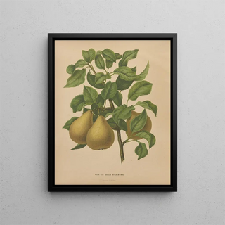 Abraham Jacobus Wendel - Nederlandsche flora en pomona Pl51.webp