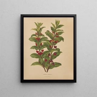 Abraham Jacobus Wendel - Nederlandsche flora en pomona Pl60.webp