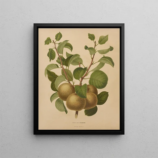 Abraham Jacobus Wendel - Nederlandsche flora en pomona Pl63.webp