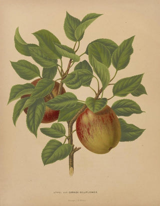 Abraham Jacobus Wendel - Nederlandsche flora en pomona Pl75.webp