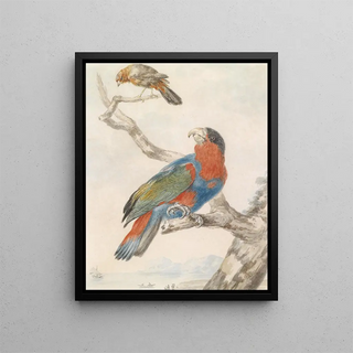 Abraham Meertens - Papagei.webp