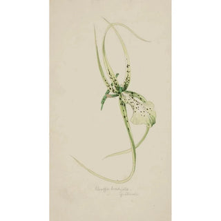 Adolf Schrdter - Orchidee Brassia Brachiata Guatemala.webp