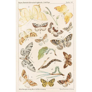 Adolf Speyer - Deutsche Schmetterlingskunde fr Anfnger Nebst einer Anleitung zum Sammeln Pl14.webp