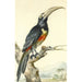 Un toucan Pteroglossus Aracari na gałęzi - Aert Schouman — widok dzieła