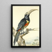 Un toucan Pteroglossus Aracari na gałęzi - Aert Schouman — oprawiony obraz na ścianie