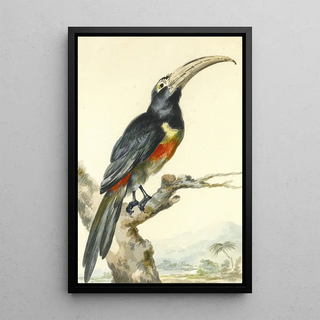 Aert Schouman - A Toucan Pteroglossus Aracari On A Branch.webp