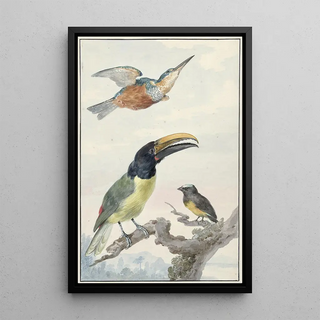 Aert Schouman - Drie vogels een IJsvogel een Prins von Wieds Toekan en een Organist.webp