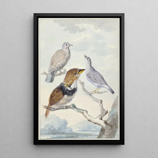 Aert Schouman - Drie vogels twee Incaduiven en een gekraagde baardkoekoek.webp