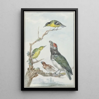 Aert Schouman - Four Different Birds on a Branch.webp