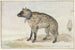 Hyène tachetée - Aert Schouman — widok dzieła