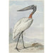 Jabiru Jabiru mycteria - Aert Schouman — widok dzieła
