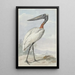 Jabiru Jabiru mycteria - Aert Schouman — oprawiony obraz na ścianie
