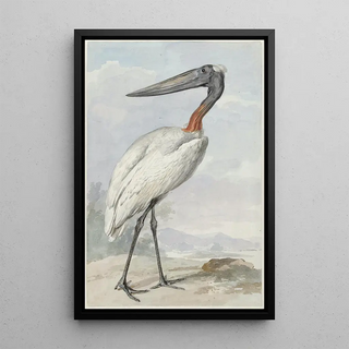 Aert Schouman - Jabiroe Jabiroe mycteria.webp