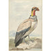 Vautour pape Sarcoramphus papa - Aert Schouman — widok dzieła