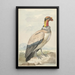Vautour pape Sarcoramphus papa - Aert Schouman — oprawiony obraz na ścianie