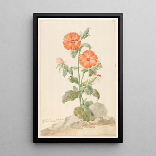 Aert Schouman - Oranje koekoeksbloem in landschap.webp