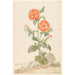 Reprodukcja obrazu Lychnis fleur de coucou pomarańczowy w krajobrazie - Aert Schouman