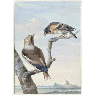 Aert Schouman - Twee vogels een appelvink Coccothraustes coccothraustes en een keep Fringilla montifringilla.webp