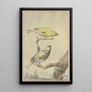 Aert Schouman - Two canaries.webp