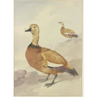 Aert Schouman - Two red ducks.webp