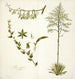 Agave foetida - Nikolaus Joseph Freiherr von Jacquin — widok dzieła