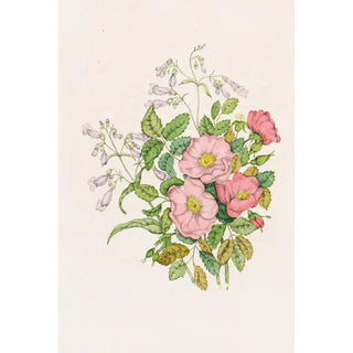 Agnes Fitzgibbon - Early Wild Rose Pentstmon BeardTongue.webp