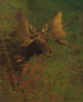 Studium łosia - Albert Bierstadt — widok dzieła