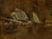 Białe Góry, Jezioro Écho - Albert Bierstadt — widok dzieła