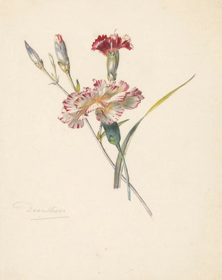 Albertus Steenbergen - Studieblad met Anjers.webp