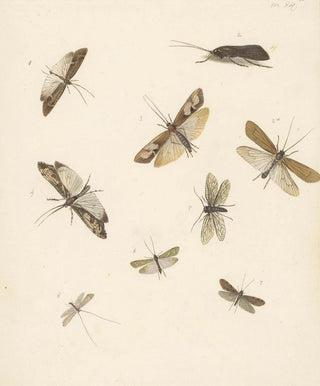 Albertus Steenbergen - Studieblad met acht nachtvlinders.webp
