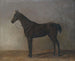 Szary koń - Albrecht Adam — widok dzieła