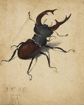 Albrecht Drer - Stag Beetle.webp