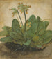 Kępka pierwiosnków - Albrecht Dürer — widok dzieła