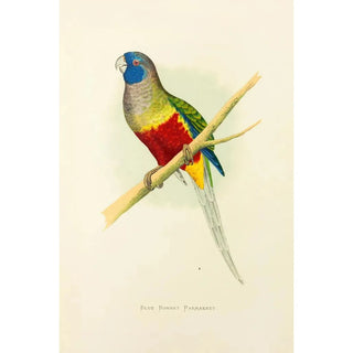 Alexander Francis Lydon - Blue Bonnet Parrakeet.webp