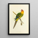 Reprodukcja obrazu Perruche de Caroline ou Conure - Alexander Francis Lydon