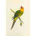 Reprodukcja obrazu Perruche de Caroline ou Conure - Alexander Francis Lydon