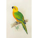Conure de Jendaya - Alexander Francis Lydon — widok dzieła