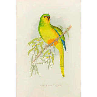 Alexander Francis Lydon - OrangeBellied Parrakeet.webp