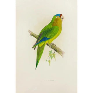 Alexander Francis Lydon - Petzs Conure.webp