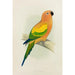 Reprodukcja obrazu Perruche soleil ou conure jaune - Alexander Francis Lydon