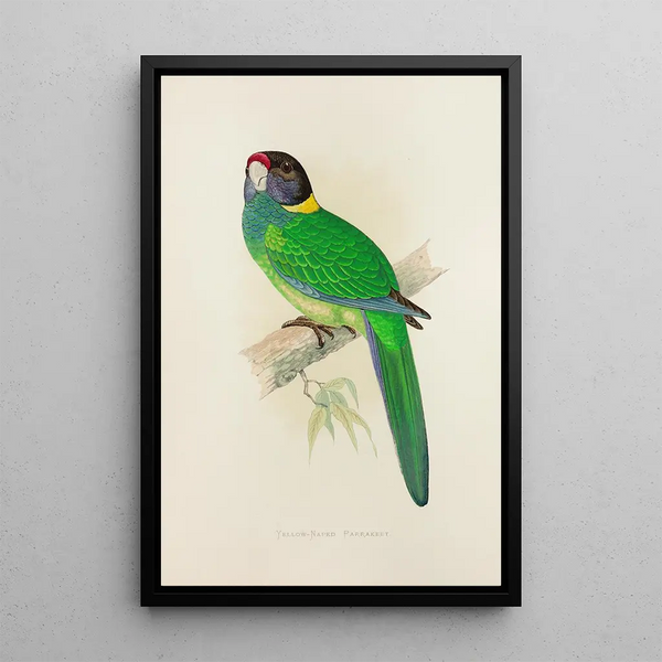 Alexander Francis Lydon - YellowNaped Parrakeet.webp