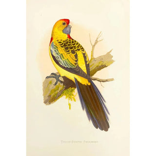 Alexander Francis Lydon - YellowRumped Parrakeet or Broadtail.webp