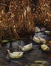 Huit canards dans les roseaux d'automne - Alexander Koester — widok dzieła