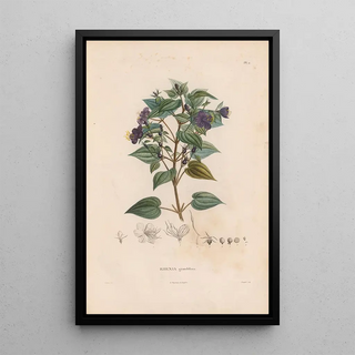 Alexander von Humboldt - Botanique Pl10.webp