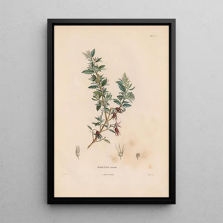 Alexander von Humboldt - Botanique Pl12.webp