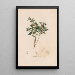 Alexander von Humboldt - Botanique Pl13.webp