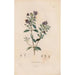 Reprodukcja obrazu Botaniczny Pl16 - Alexander von Humboldt