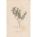 Botaniczny Pl17 - Alexander von Humboldt — widok dzieła